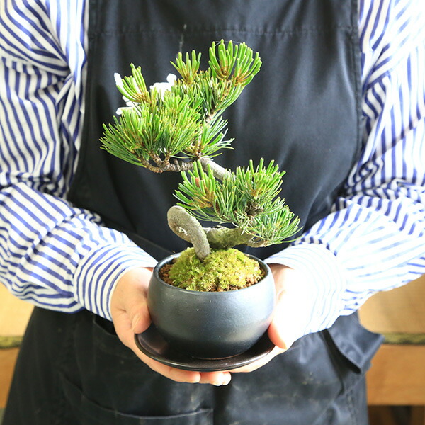 本 盆栽 鉢 水盤 皇居 盆栽、本、皇居の盆栽 皇居の盆栽 THE IMPERIAL