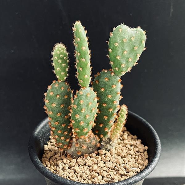 楽天市場】ウチワサボテン：レッドバニーカクタス*幅6cm : 遊恵盆栽