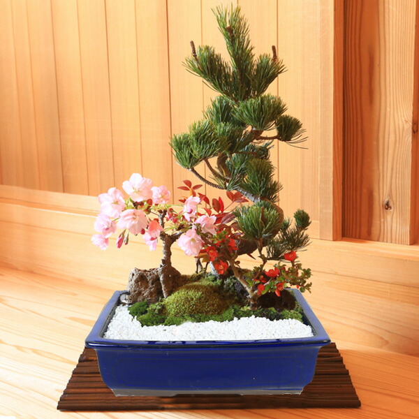 松寿 小品 盆栽鉢 レトロ 5個セット (A5) 松寿 小品 盆栽鉢 レトロ 5個