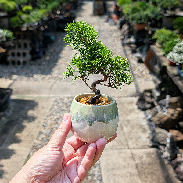 ミニ盆栽鉢 桑津香石 絵鉢 長方形 鳥 小品盆栽 絵鉢 長方 盆栽鉢 ミニ