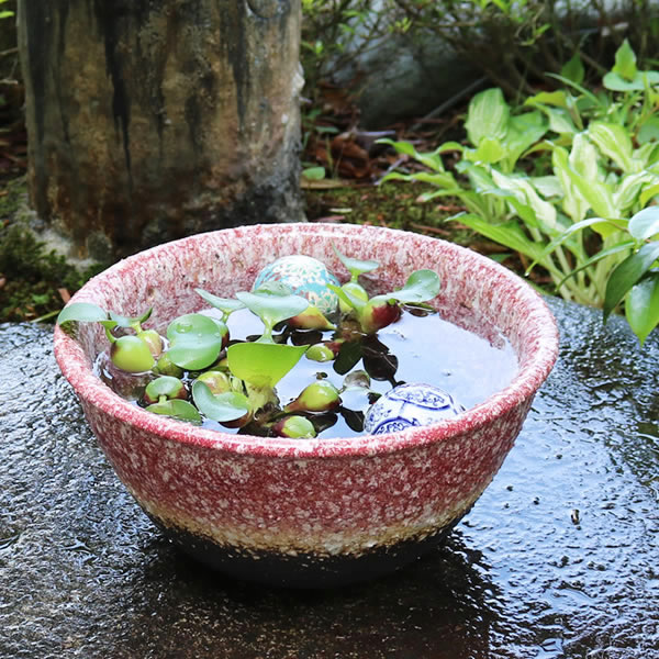 楽天市場】【今だけ限定10%OFFクーポン配布中】水鉢 すいれん鉢 10号