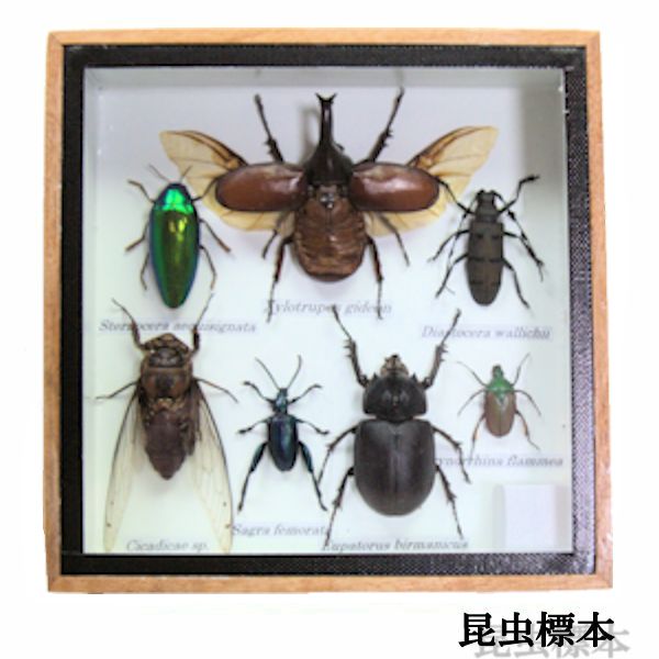 楽天市場】昆虫の標本 世界のクワガタなど 6〜9匹 (小) : まんまる