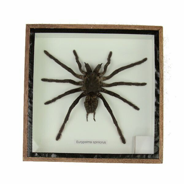 楽天市場】【送料無料】昆虫の標本 タランチュラ 蜘蛛 eurypeima
