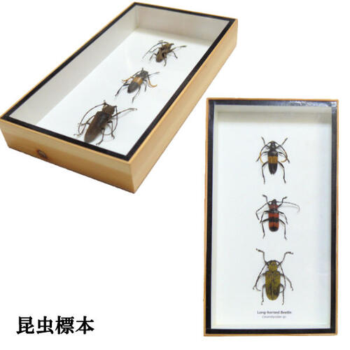 楽天市場】【あす楽】昆虫の標本 カミキリムシ 3匹セット : まんまる
