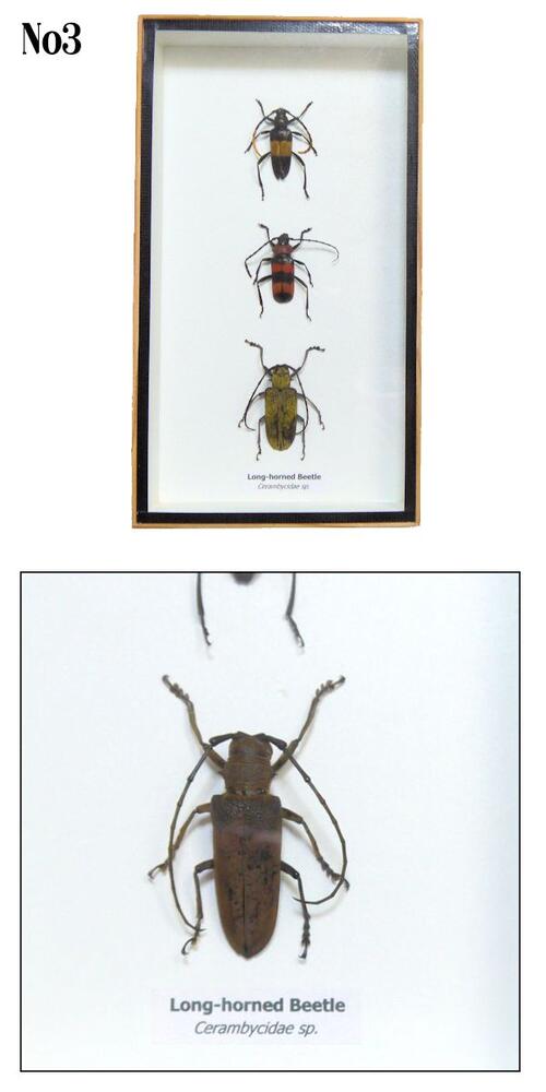 昆虫標本 カミキリムシ 60mm】カシクスオニノコギリカミキリ昆虫標本