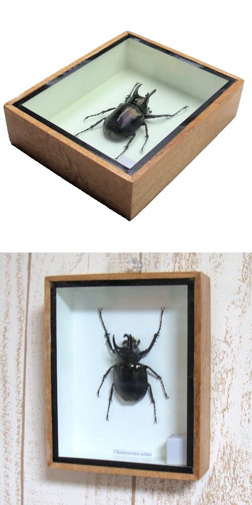 コロンビア産 本物アルレキンカブトムシ標本 12×16cm