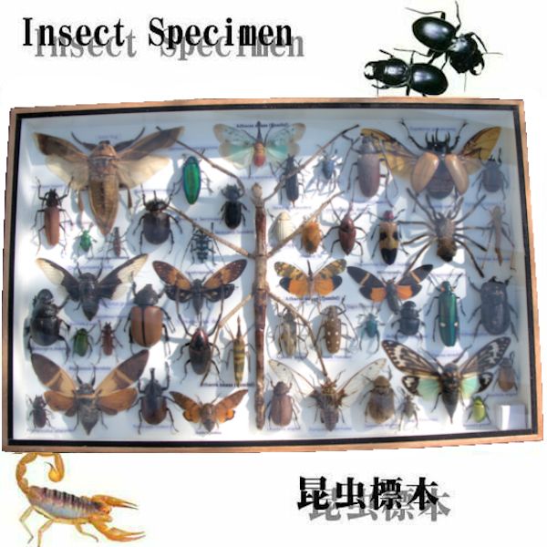 送料込み！即日発送！標本クワガタ