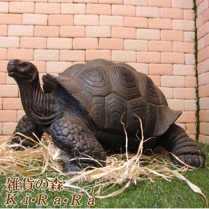 楽天市場】カメ 置物 ビッグザイズ 大きくてリアルな亀の置物 爬虫類