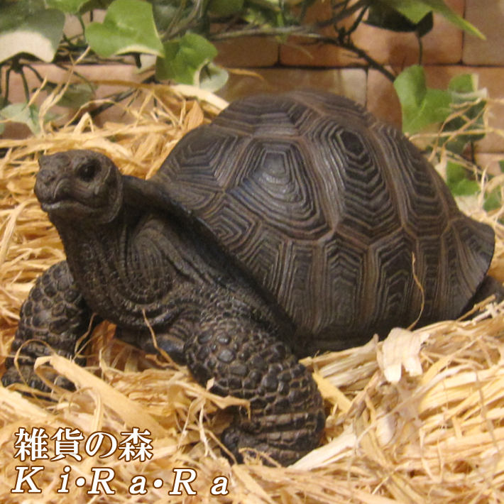 kame-a0011.jpg?fitin=272:272