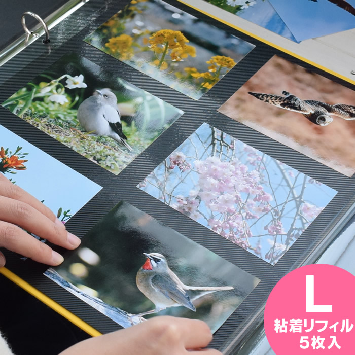 楽天市場】＼楽天1位／ PDフォトアルバム 【Lサイズ用 粘着リフィル5枚