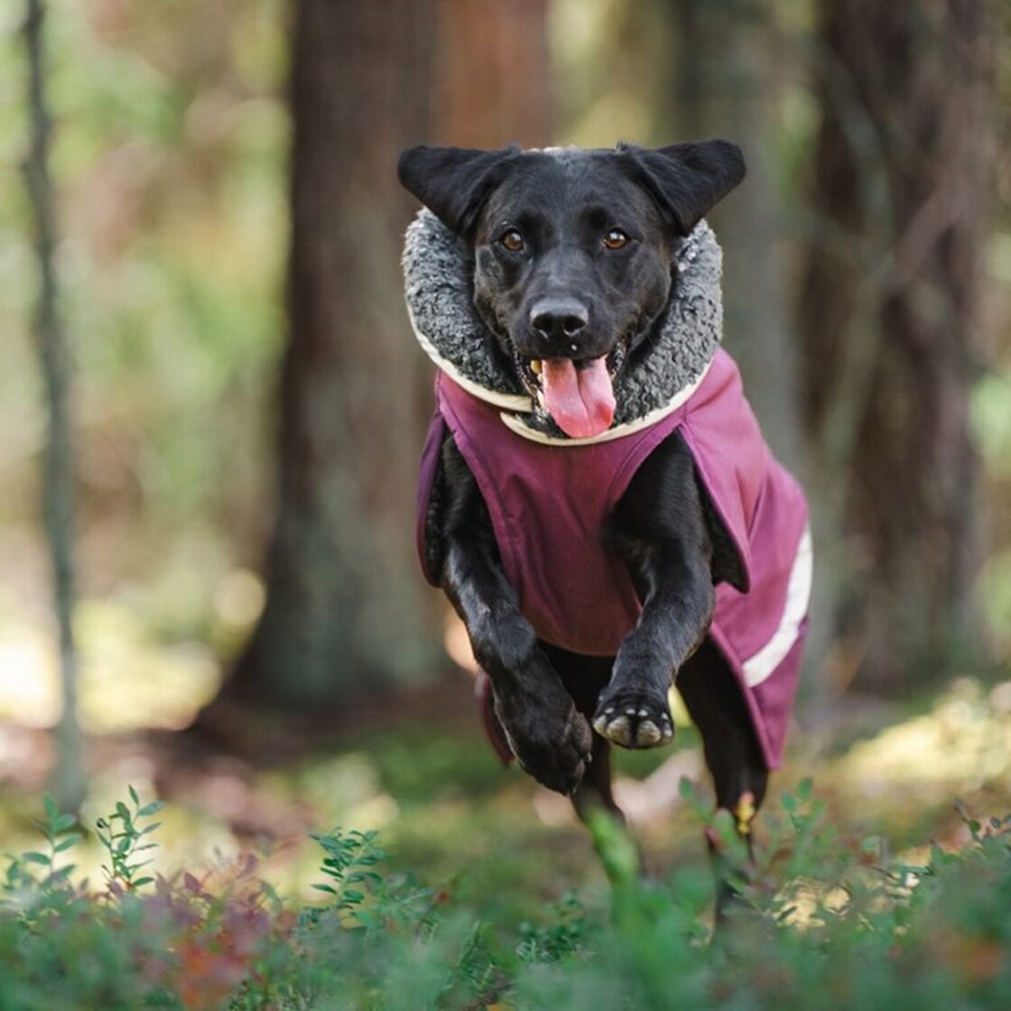 楽天市場】フィンランドのドッグブランド【Pomppa】史上最強レベルの