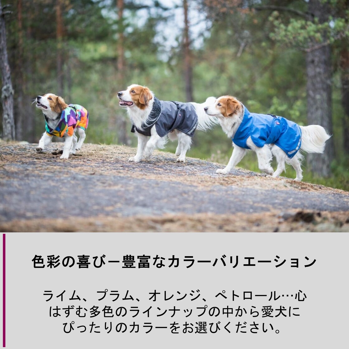 楽天市場】フィンランドのドッグブランド【Pomppa】【ポムッパ