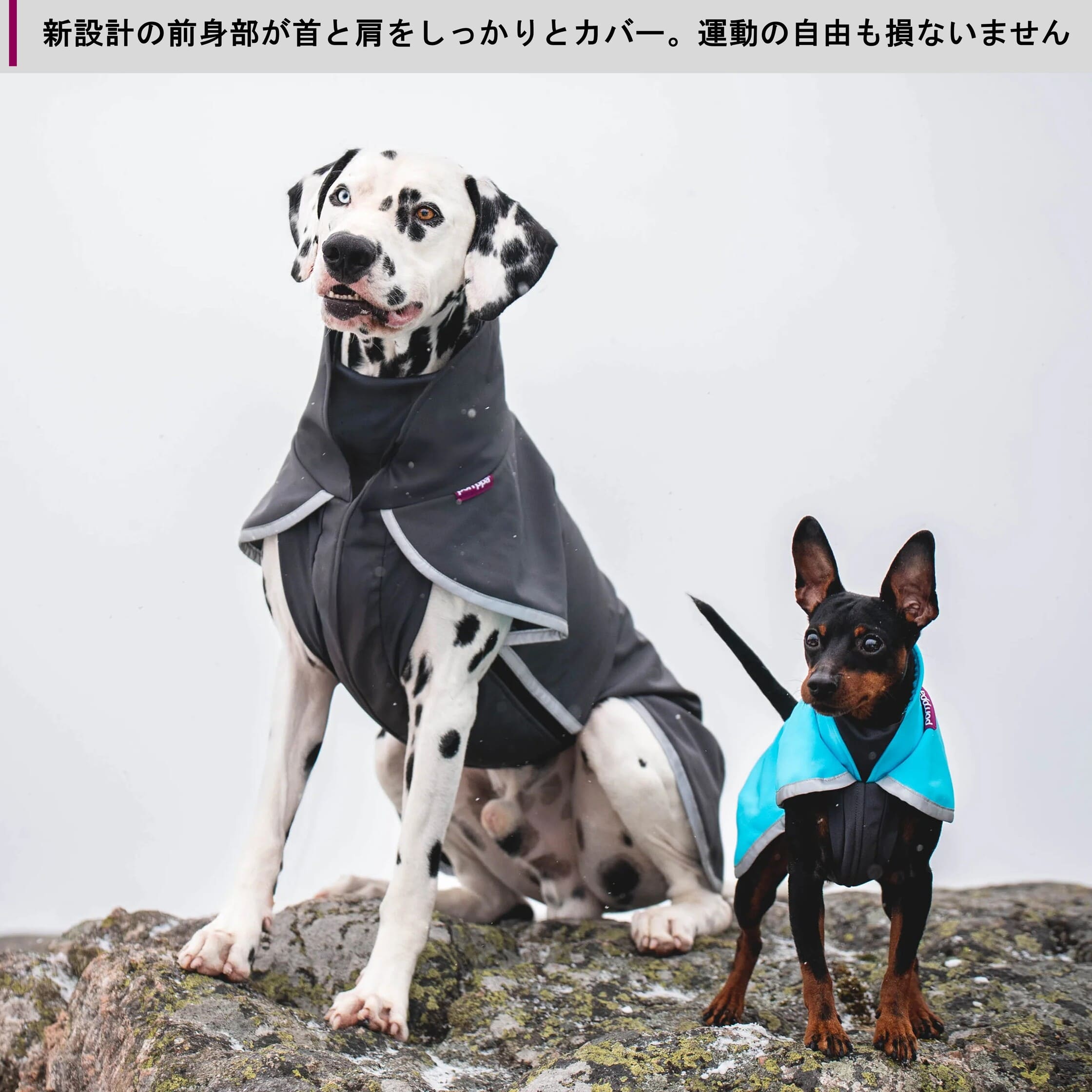 楽天市場】フィンランドのドッグブランド【Pomppa】【ポムッパ