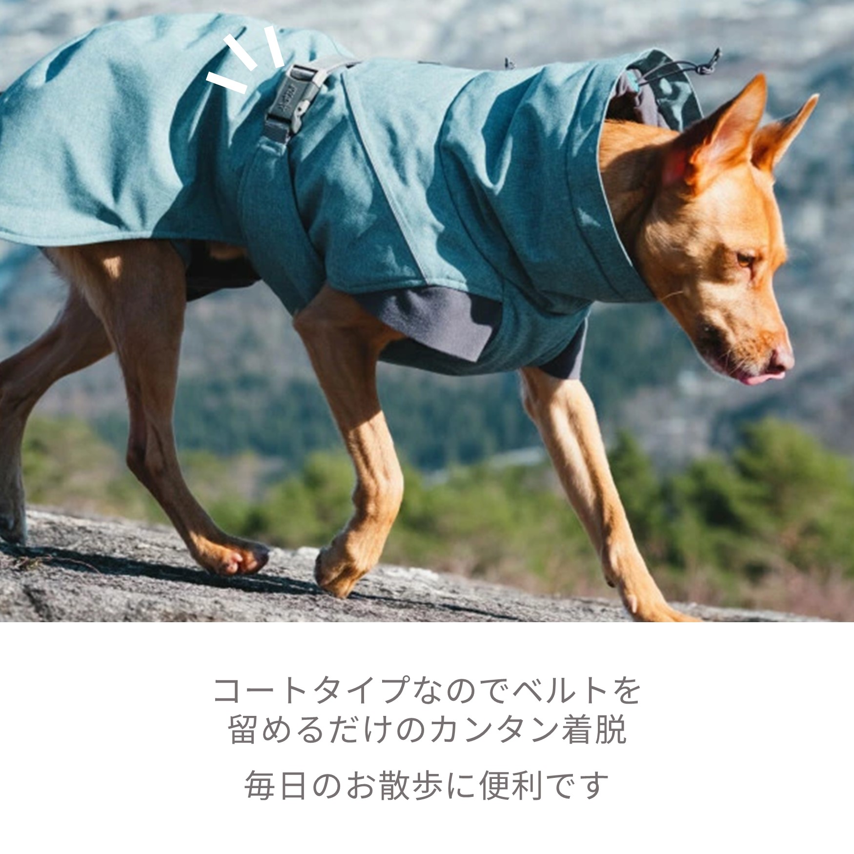 新品PENDLETON×entourage別注ドッグウェア／赤×ベージュ 【公式通販】