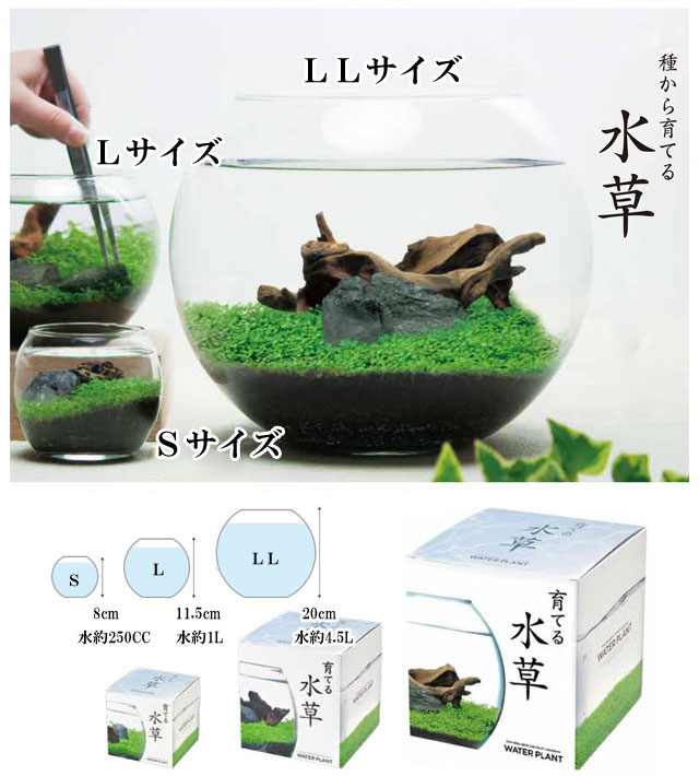 楽天市場】栽培キット 育てる水草(L) 【即納】 栽培セット 水草 種