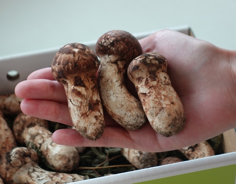 すだち付き】まつたけ コロ（松茸） 北海道・長野県・岩手県産 無選別