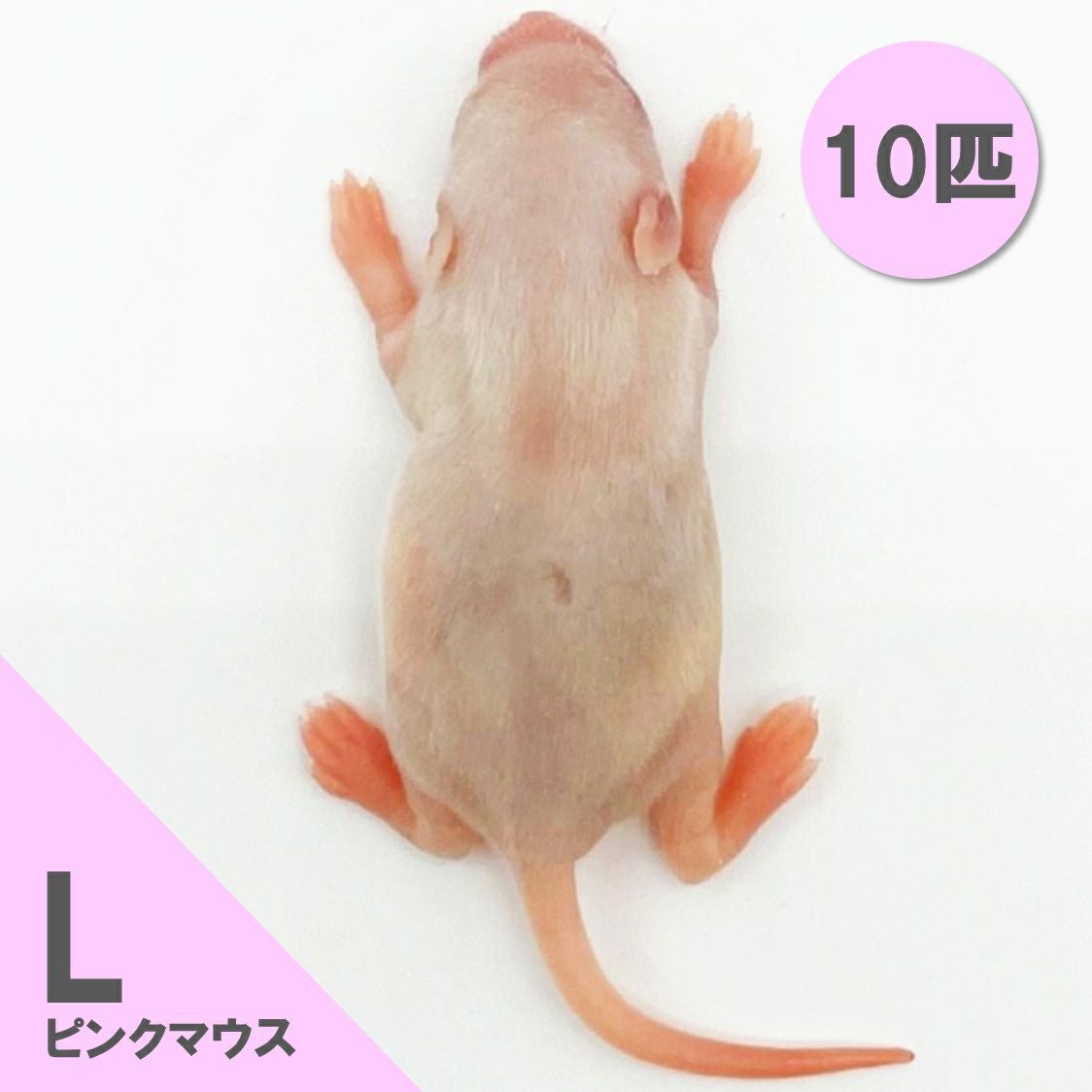 冷凍マウス | 月夜野ファームの通販