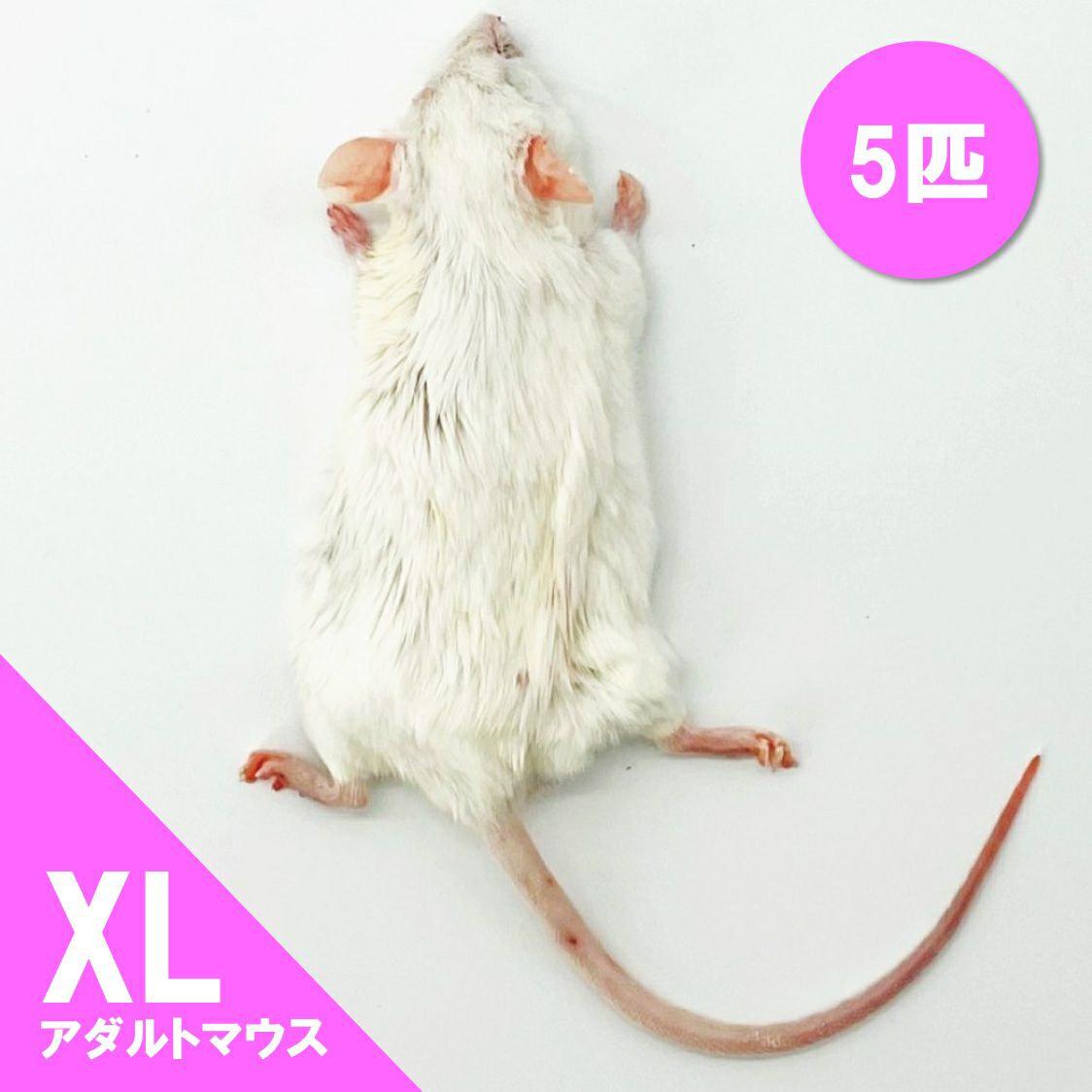 送料無料 冷凍マウスリタイア50匹 送料無料 冷凍マウスリタイア50匹