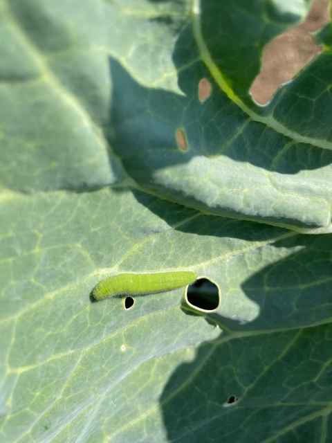 スミレ 葉っぱのみ 300g ツマグロヒョウモン 幼虫 餌 12g フラワー