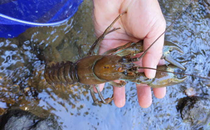 大アカザエビウチダザリガニ 標本3体ドイツ箱入り 大アカザエビ ウチダ