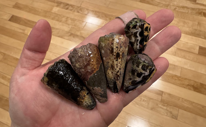 ギネス級の猛毒貝『イモガイ』を食べみた 極めて不快な匂いでとても