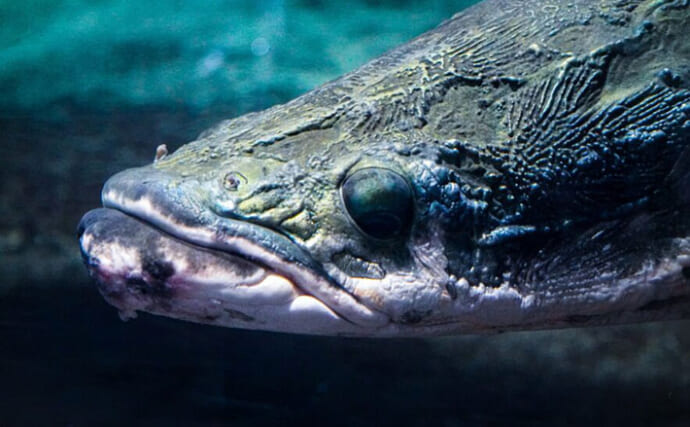 世界の淡水巨大魚4選】 遥か太古から生きながらえてきた怪物たちに思い