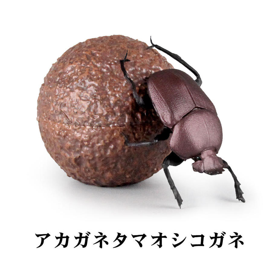 1/1 フンコロガシ 【1BOX 4個入】【4582361785162】｜SO-TA