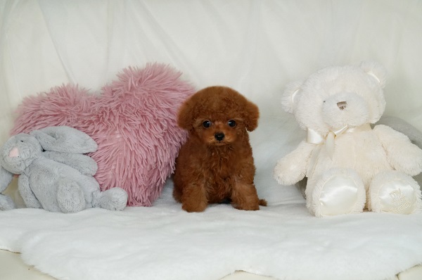 ひろり様ご予約品】トイプードル（レッド）立ちポーズ ひろり様ご予約