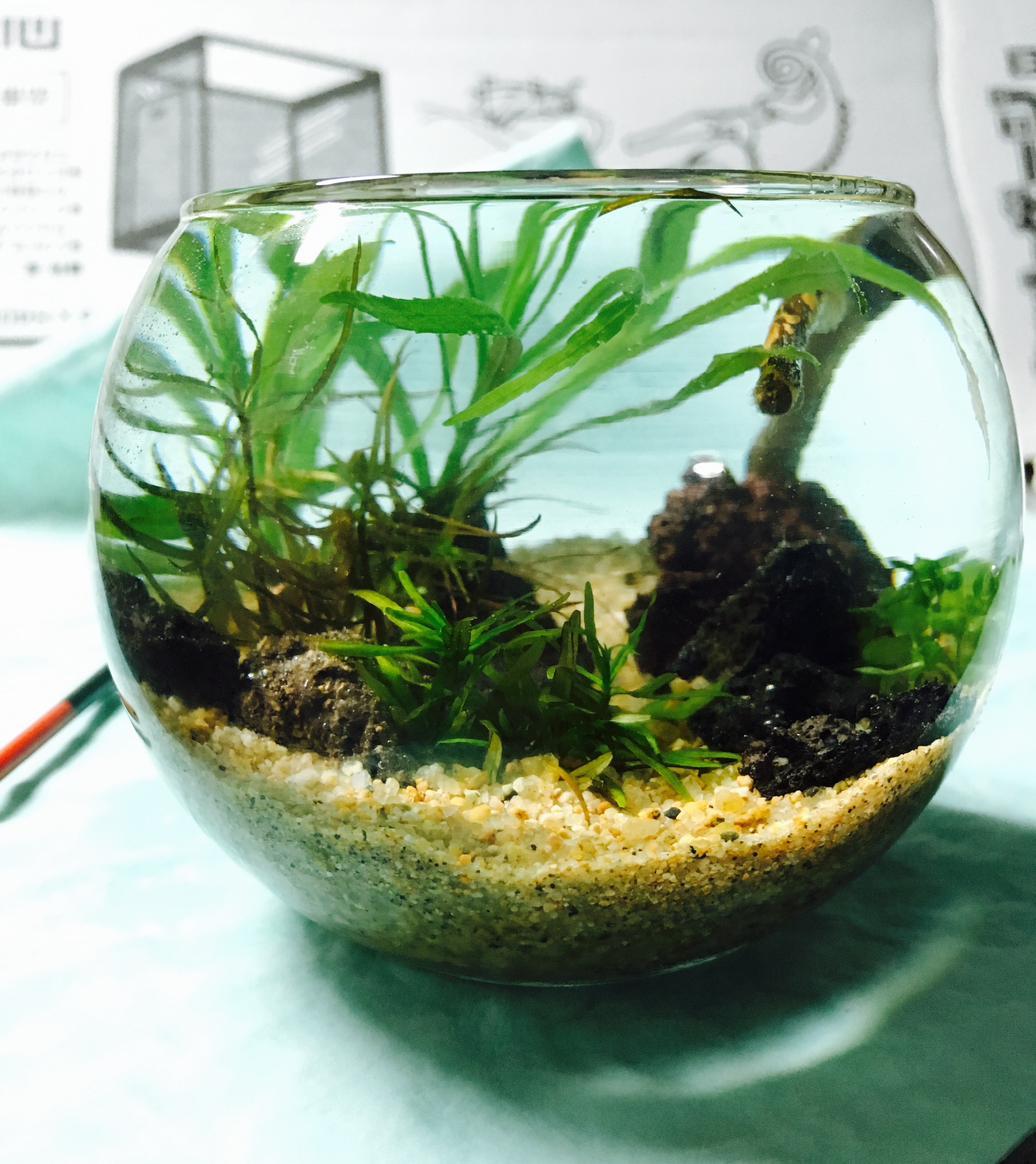 アクアシステム 水槽 台 アクアリウム テラリウム 詫び草