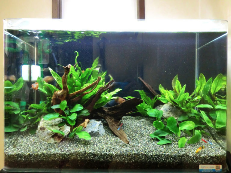 アクアリストによる水槽レイアウトのテクニック大公開!｜アクアリウム