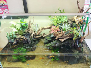 プロが教える】アクアテラリウム向きの水槽｜アクアリウム情報メディア