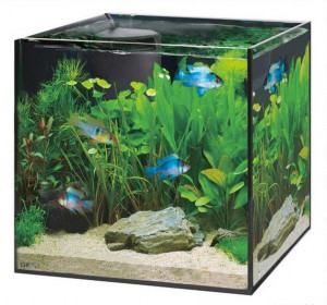 GEXより30cmキューブ型水槽セットが発売されました。 | 熱帯魚