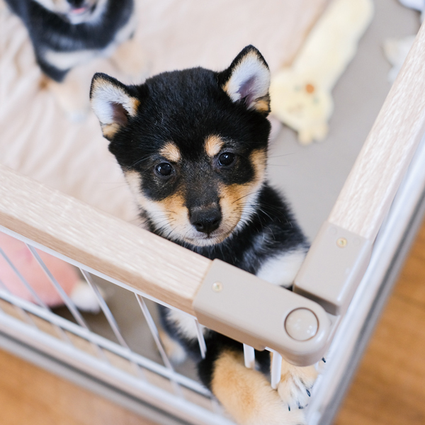 豆柴1号さま専用 豆柴1号さま専用 child_img_1_6316f1bd7b48.jpg