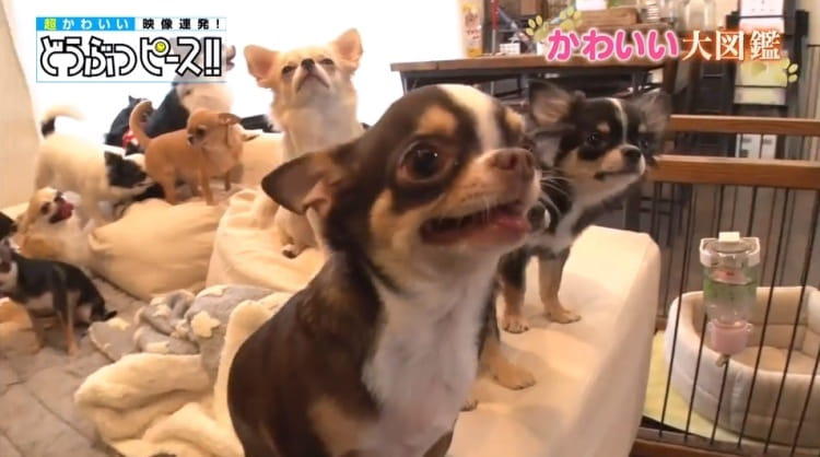 わちゃわちゃ！ 14匹で暮らすチワワ大家族のハチャメチャ温泉旅行に