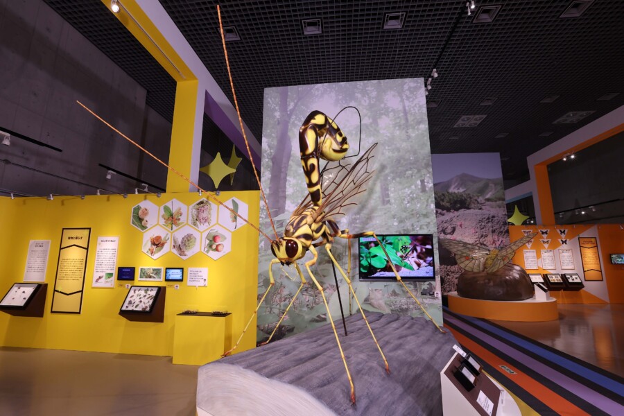 特別展「昆虫 MANIAC｣ | ウエノモリトマチ NEWS | 上野文化の杜