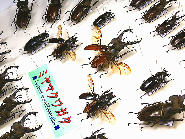 ☆国産ミヤマクワガタ標本箱セット☆ - INSECT ULTIMA