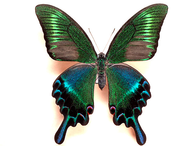 蝶標本 北海道産ミヤマカラスアゲハ春型♂ 採集品 後翅鮮やかな紅色