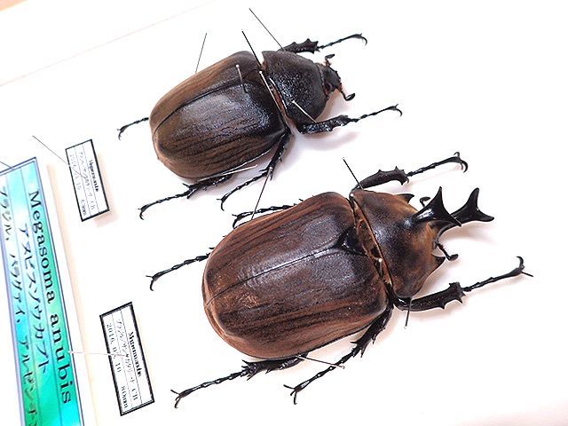 ブラジル産 ゾウカブト 86mmX45mm ブラジル産 ゾウカブト 86mmX45mm