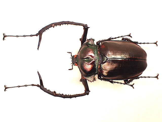 ☆セール！ベトナム産ヤンソン(ヤンソニー)テナガコガネ♂67mm標本