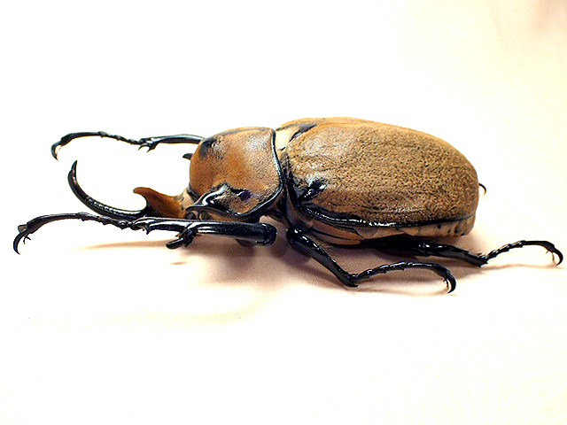 ☆セール！ノゲイラゾウカブト♂98mm標本☆ - INSECT ULTIMA