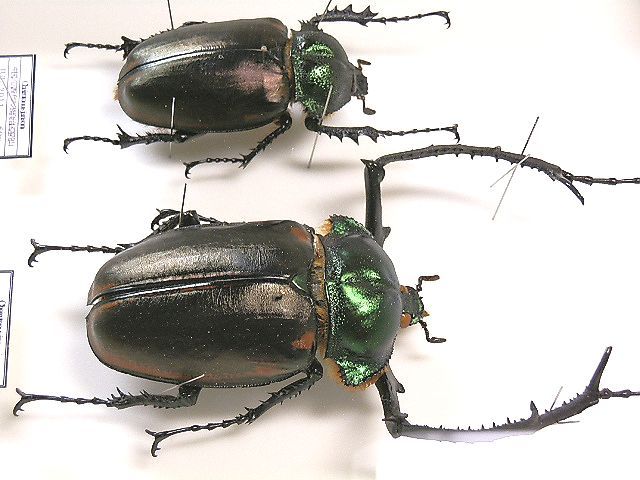 European】ヤンソニーテナガコガネ カメムシサシガメ甲虫昆虫標本