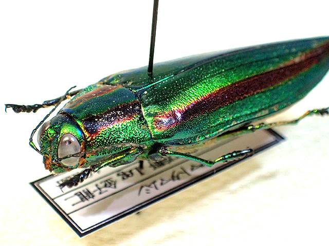 美しい緑色の昆虫タマムシ標本 約40匹 ☆能勢産ヤマトタマムシ40mm標本
