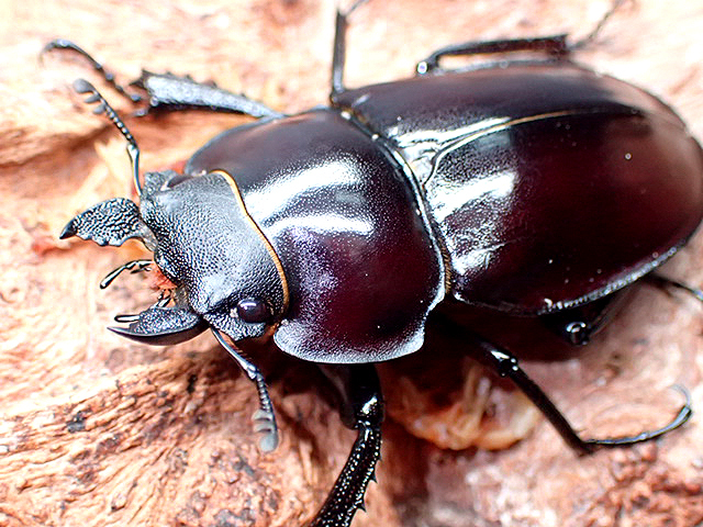 ☆セール！西表島産！ヤエヤママルバネクワガタ♂44mmペア