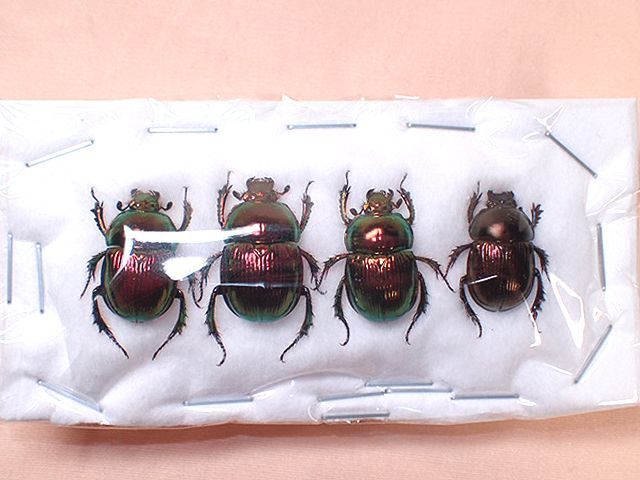 土日限定セール 昆虫標本 日本産オオヨツバコガネムシ 土日限定セール