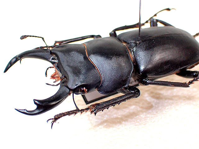 ☆貴重！大阪産ヒメオオクワガタ♂50mm標本☆ - INSECT ULTIMA
