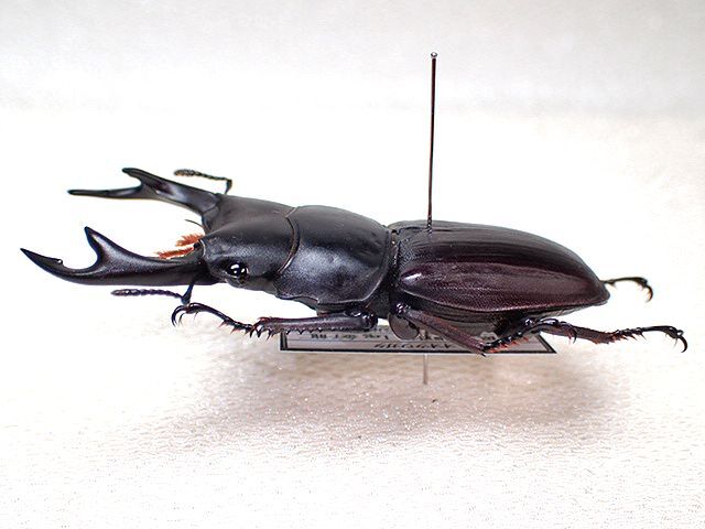 ☆貴重WD！香川県産オオクワガタ♂56mm標本☆ - INSECT ULTIMA