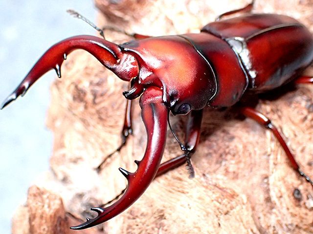 期間限定出品】 超特大 野外採集品 トカラノコギリ 2002年 中之島産