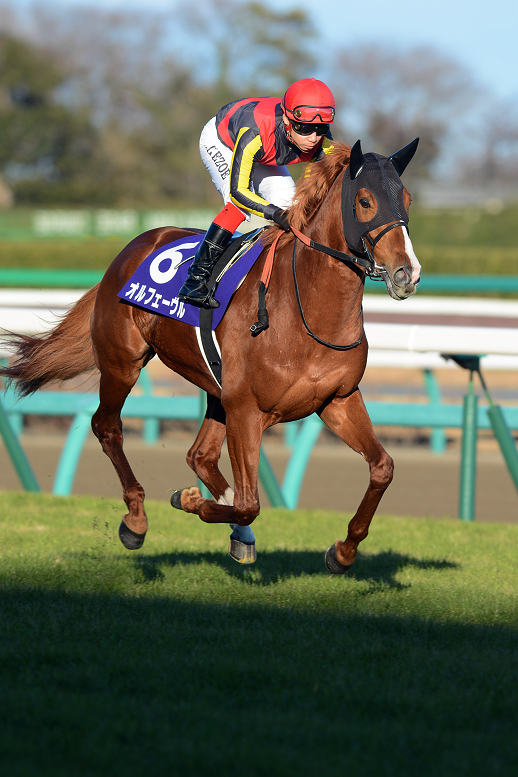 オルフェーヴル 2013有馬記念ミニゼッケン Amazon.co.jp: 出走馬 ミニ