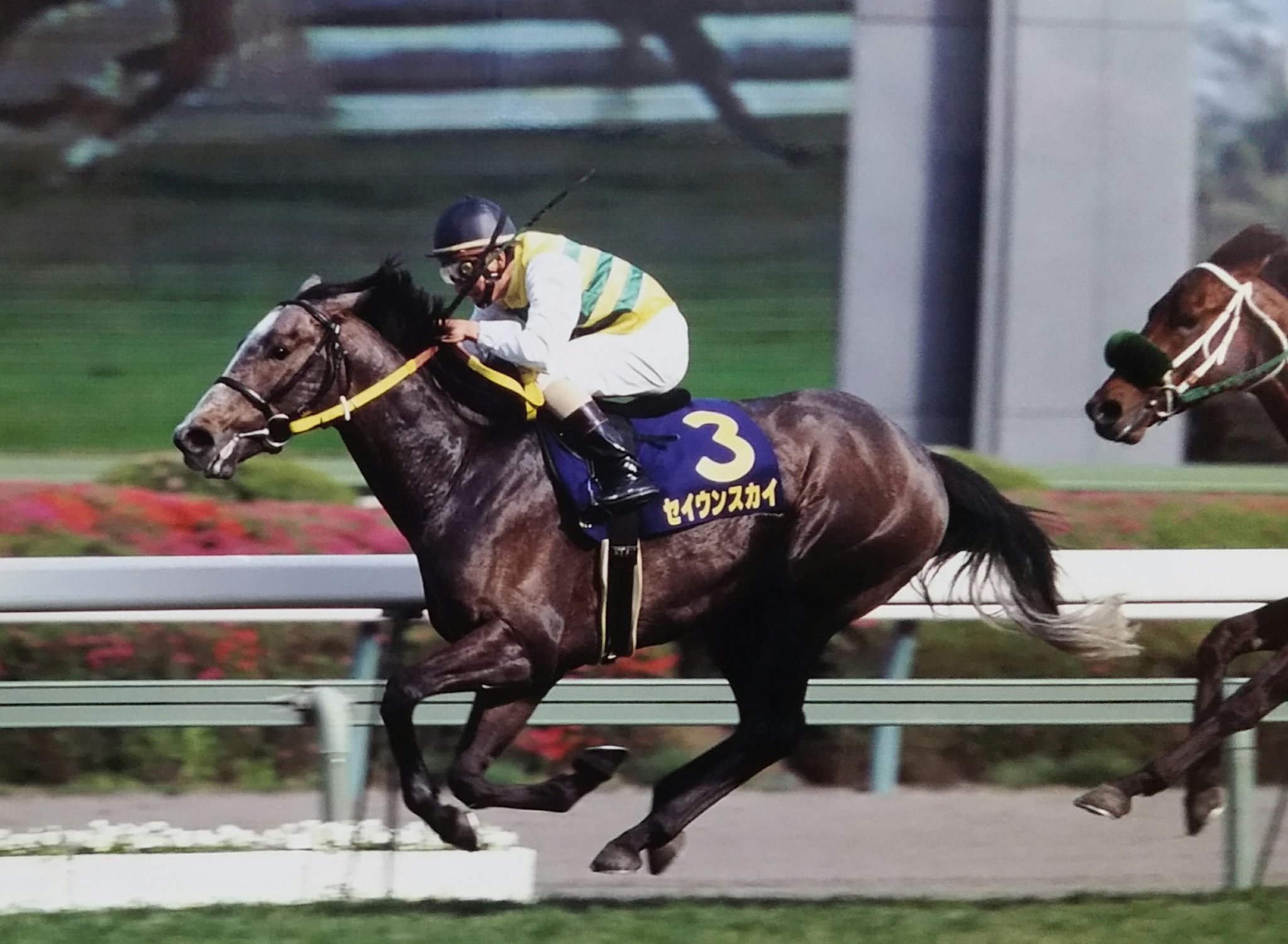 セイウンスカイ～速く、強い。青空の逃亡者～ | ウマフリ | 競馬コラム