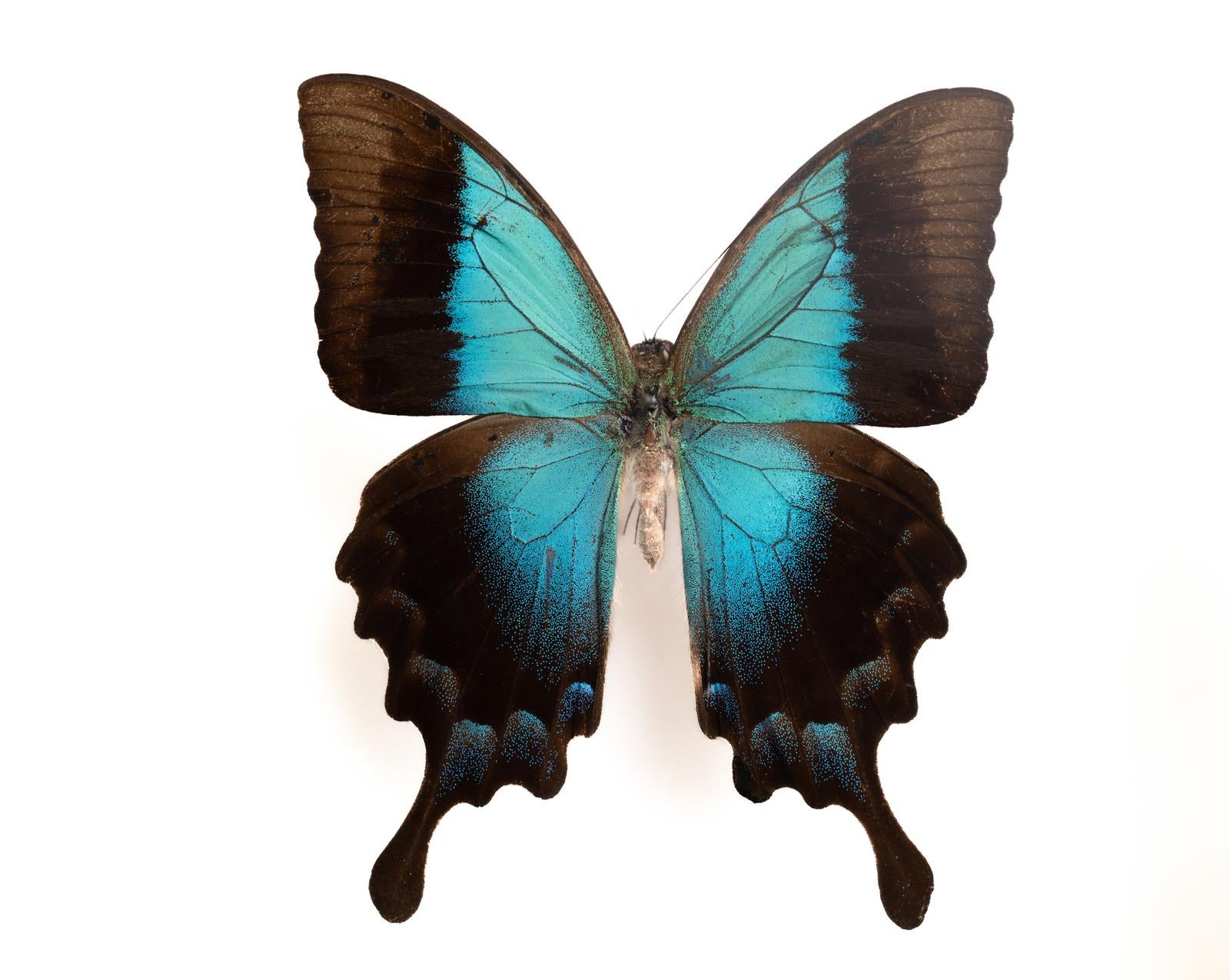 アグリアス・ペリクレス・ペリクレス・超高鮮度極美個体・奇跡の野外品